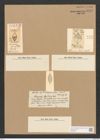 Stauroneis apiculata Grev. (de-Toni-Nr.: Genus 6, Species 920) Zeichnungen Sammlung Grunow Nr. 1778 (NHMW-BOT-W0368676)